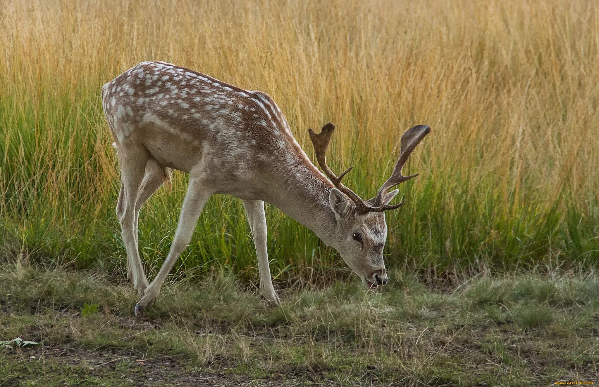 Олень. Крупный олень обитающий. Рога европейской косули. Благородный олень россия. Алтайский пятнистый олень.
