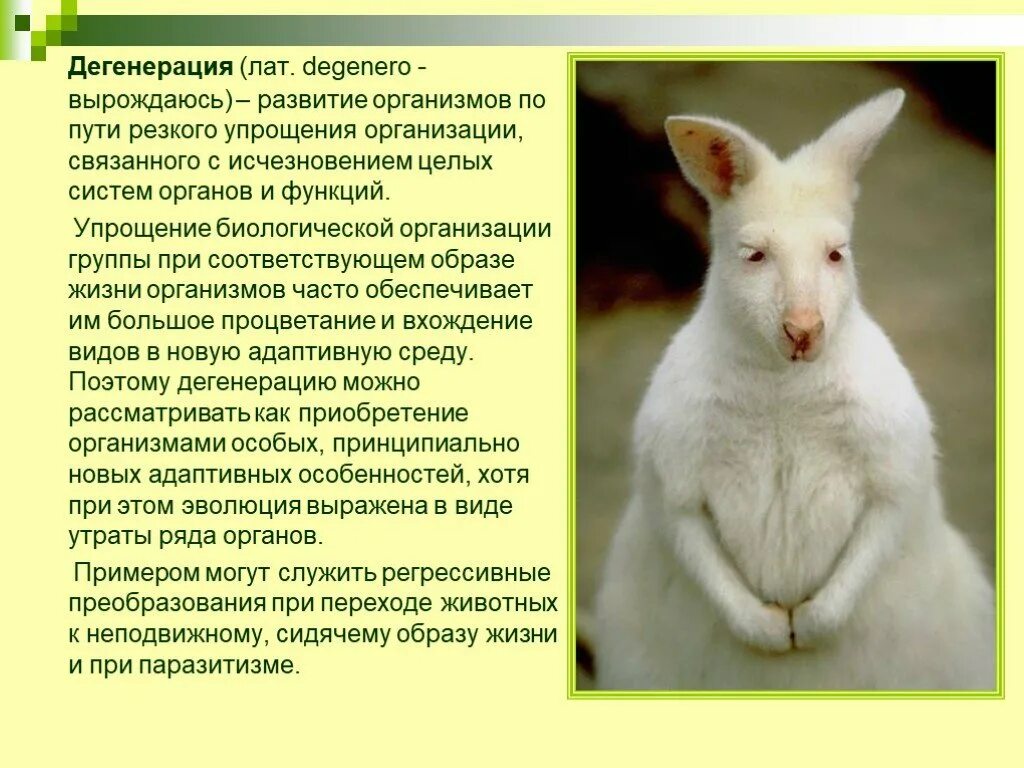 Назовите примеры дегенерации у животных 9 класс. Примеры деградации у животных. дегенерация у животных. примеры дегенерации у животных примеры. дегенерация примеры.