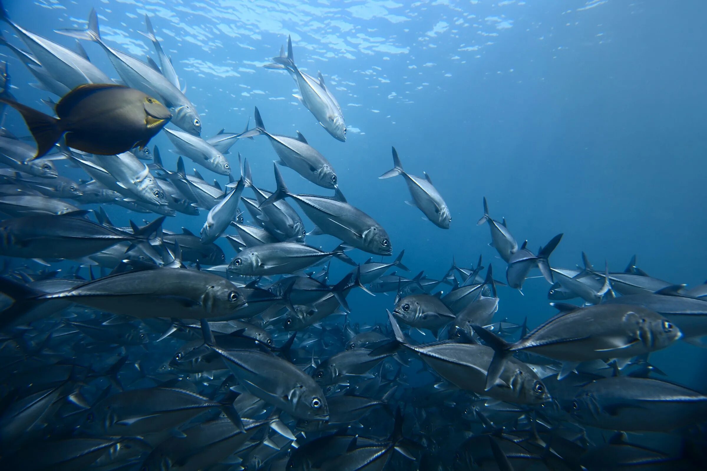 Live more fish. Сельдь Северного Ледовитого океана. Рыбы Северного Ледовитого океана. Рыбы в океане. Стая рыб.