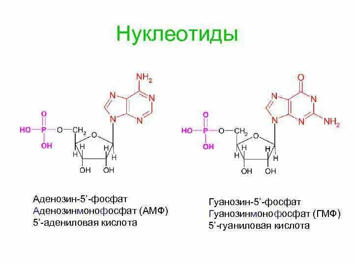 Гуаниновый нуклеотид. Образование нуклеотида аденозин-5 монофосфат. Гуанозин 5 фосфат формула нуклеотида. Гуанозин-5'-монофосфат (ГМФ). Аденозин-5-фосфат гуанозин-5 фосфат.