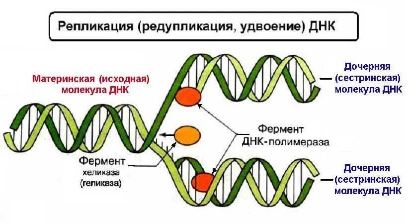 Днк какой мономер. Схема репликации ДНК. Схема процесса репликации ДНК. Репликация Гена. Репликация биология схема.