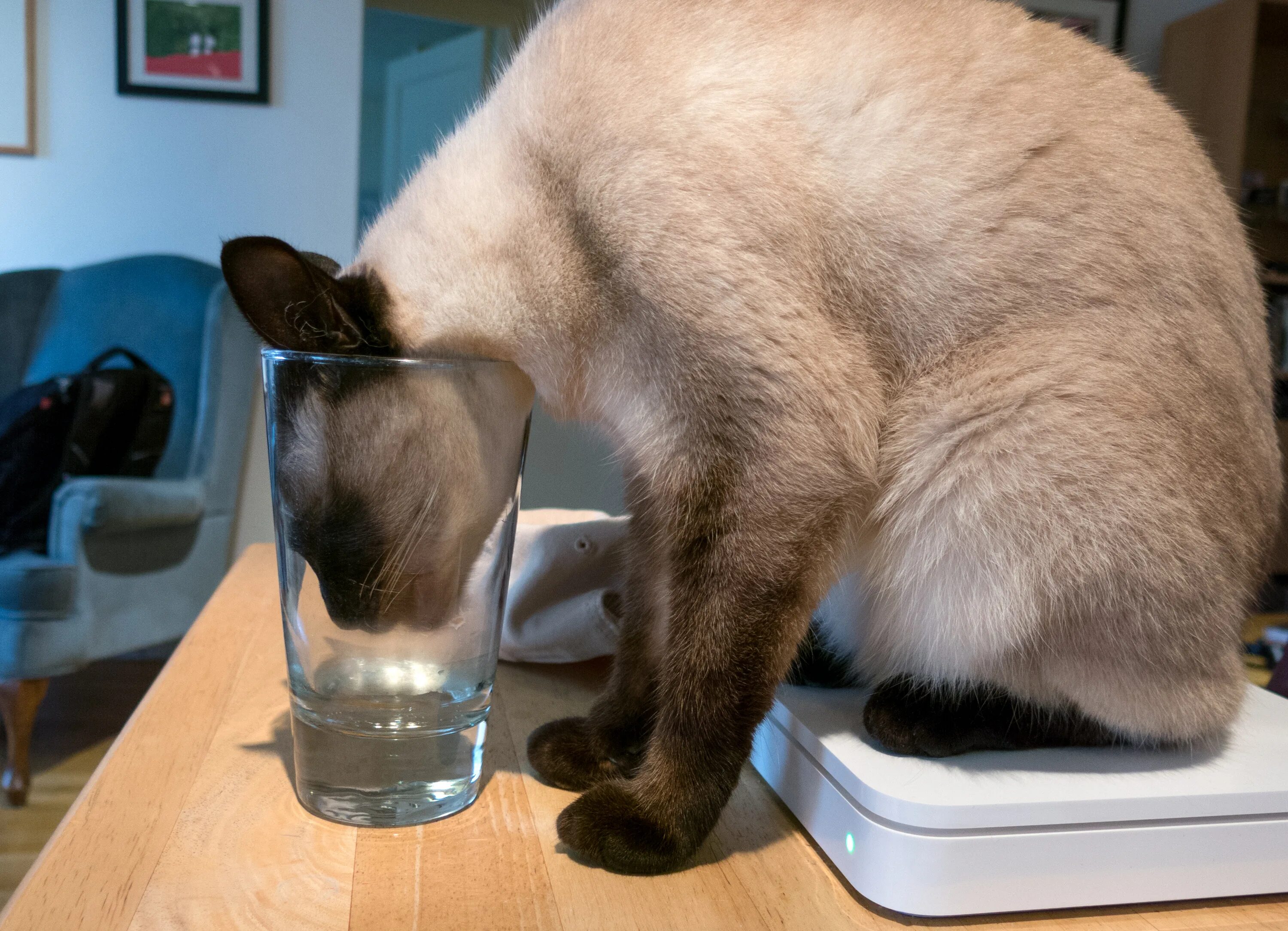 Кошка пьет воду. Котик пьет из стакана. Кот лакает. Кот пьет воду из стакана.