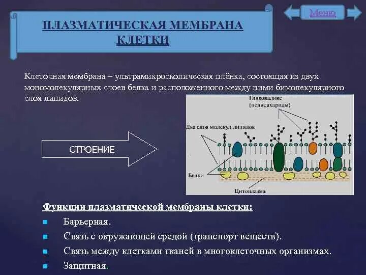 Основное свойство плазматической. Буферность плазматической мембраны. Функции плазматической мембраны. Функции плазматической мембраны таблица.