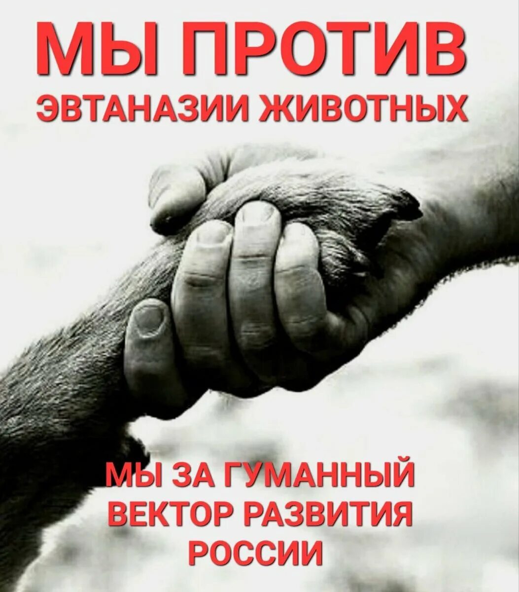 Против эвтаназии животных. Мы против эвтаназии животных. против эвтаназии бездомных животных. проект защита животных.