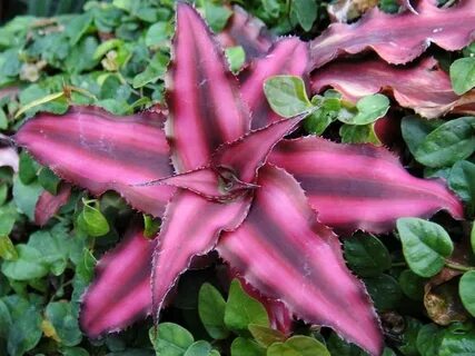 Stars plant