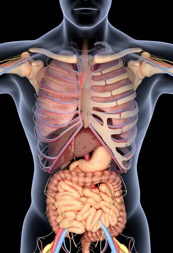 Организм на фотографии является