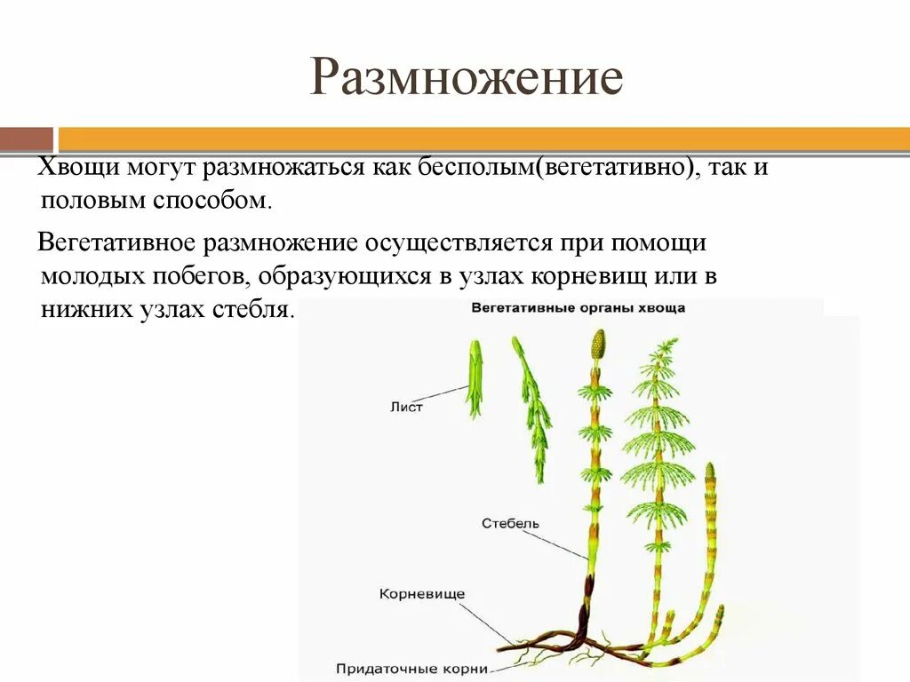 2 хвощи размножаются