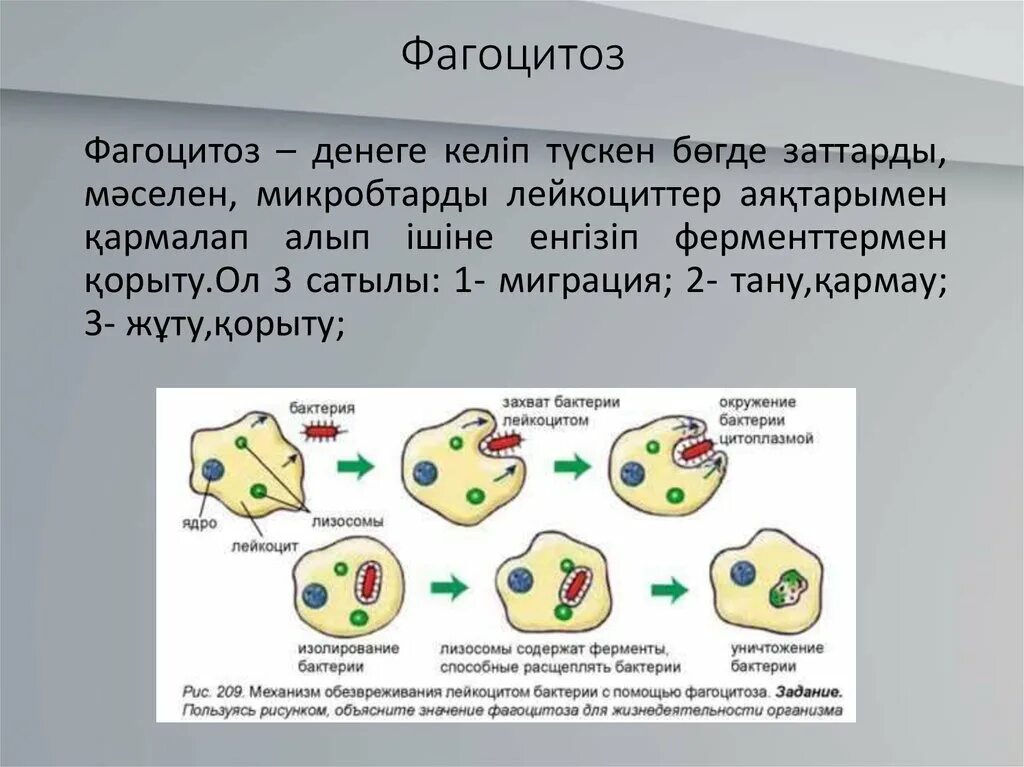 Функции фагоцитов механизмы фагоцитоза. 8 Стадий фагоцитоза иммунология. Фагоцитоз лейкоцитов схема. Схема механизма образования иммунитета клеточный фагоцитоз. Может осуществлять фагоцитоз способен к амебоидному движению