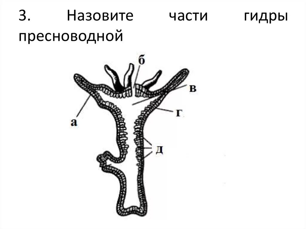 Схема внутреннего строения гидры. Схема внутреннего строения гидры