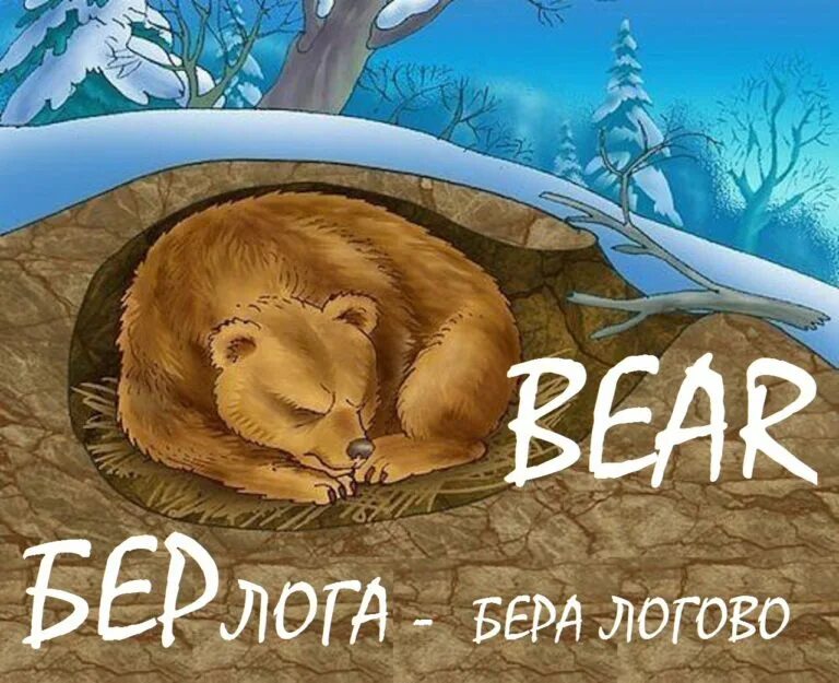 Берлога программа. Медвежья берлога берлога медведя. бурый медведь в берлоге зимой. мэдвэд в бэрлогэ взимнюю спиачкэ. спяюши медвед для детей.
