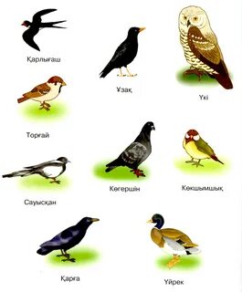 Менің подружкамды үлкен сиськимен ренжітті