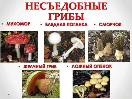 Несъедобные грибы