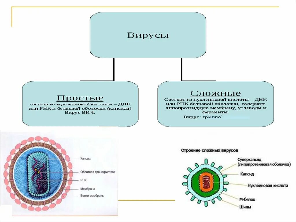 Признаки вирусов биология 5 класс. Тема вирусы 5 класс биология. Жизнедеятельность вирусов 5 класс биология. Вирусы презентация. Информация о вирусах.