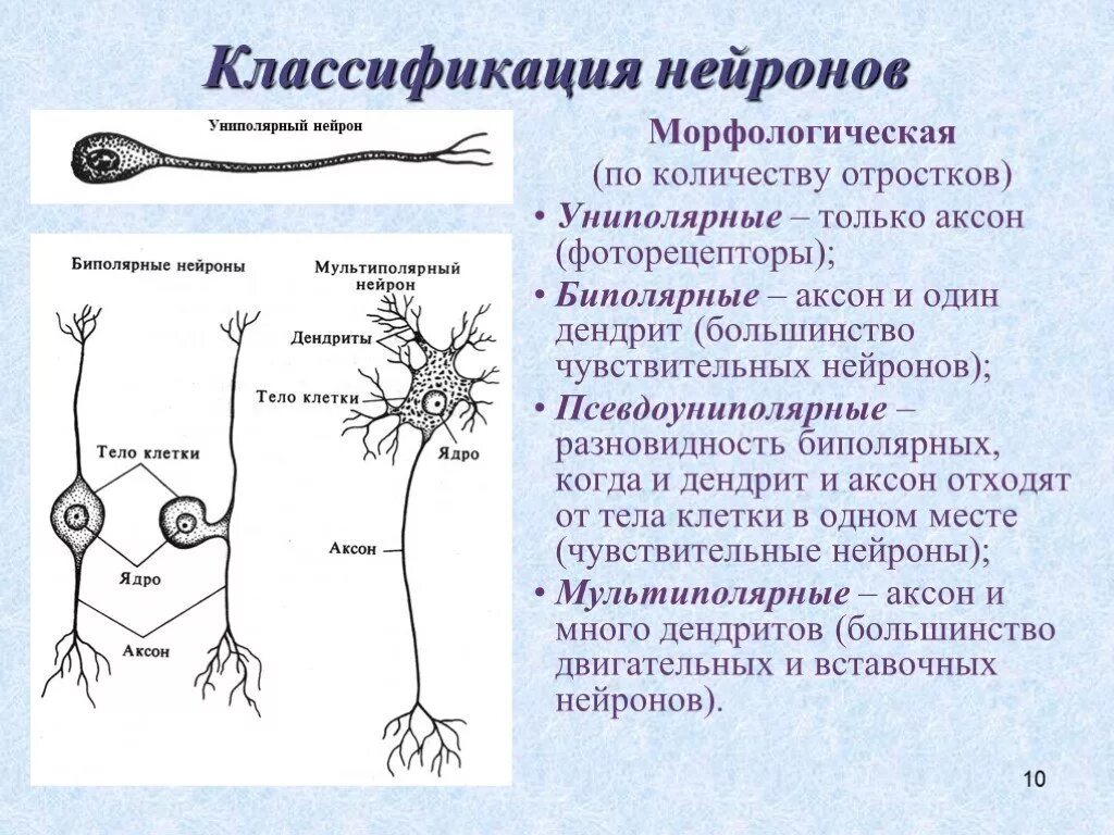 Функция аксонов нервных клеток