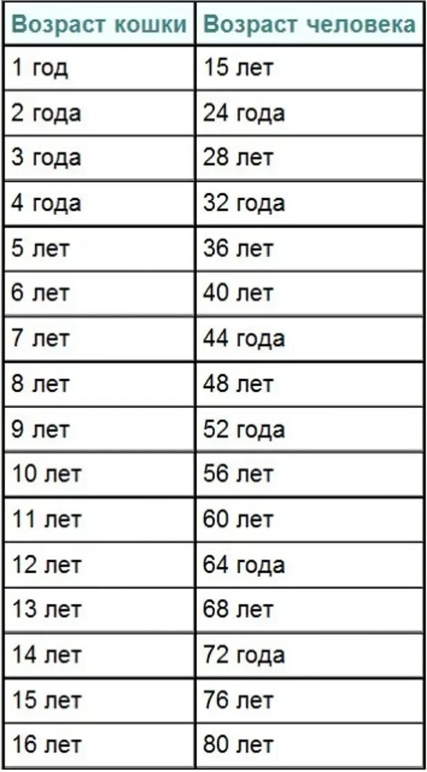 Какого года человек если ему 19. Возраст кошки и человека соотношение таблица. Кошке 8 лет сколько по человеческим меркам таблица. Сколько лет кошки на человеческий Возраст таблица. Сколько лет кошке по человеческим меркам таблица 1 год.