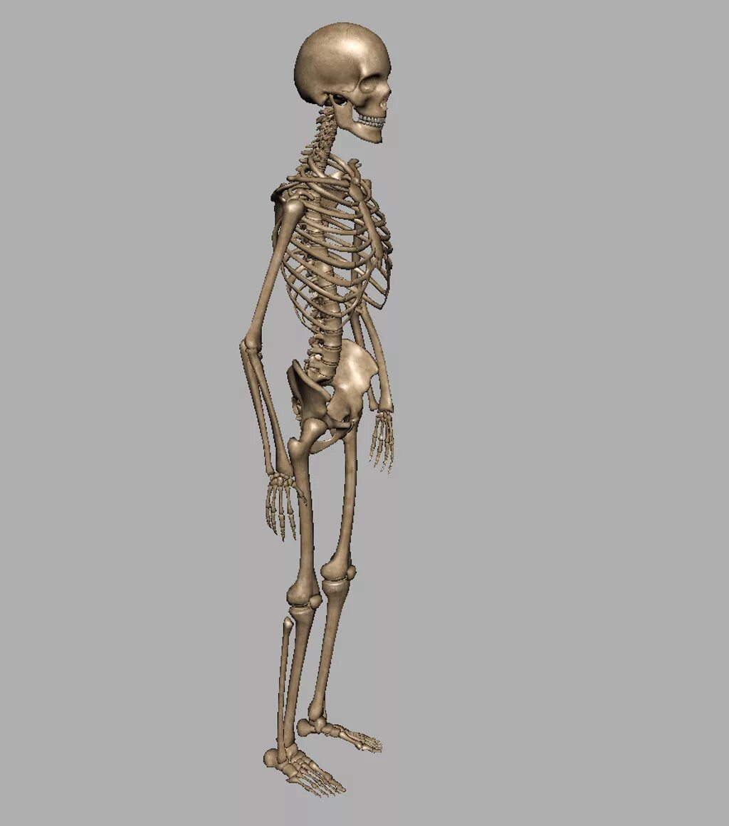 Ds3 Skeleton. Скелет человека 3д. Skeleton 3d model. Модель скелета человека.