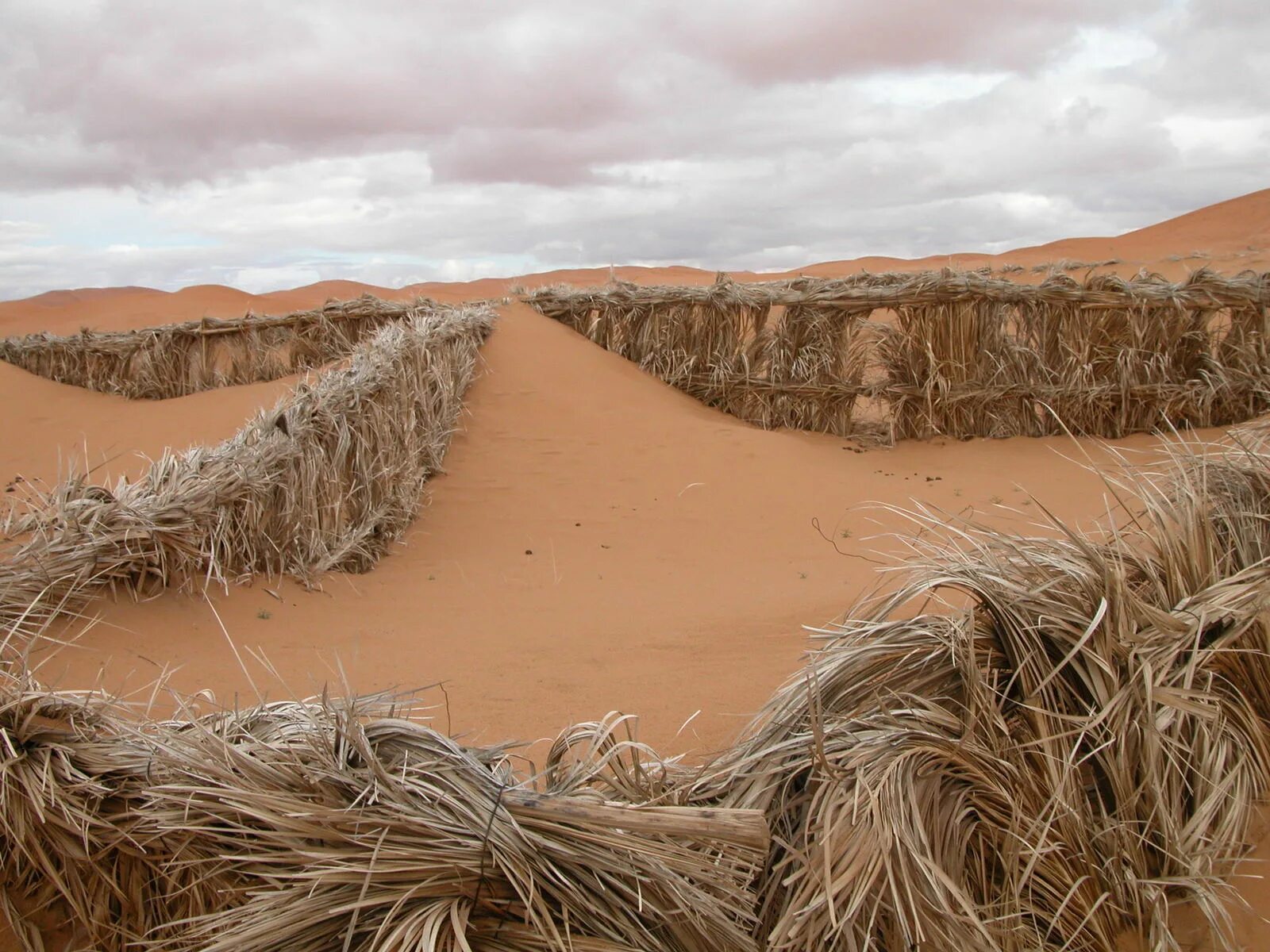 Оазис цайдам. Озеленение в пустыне. Озеленение пустыни в китае. Закрепление песков. Борьба с засухой.