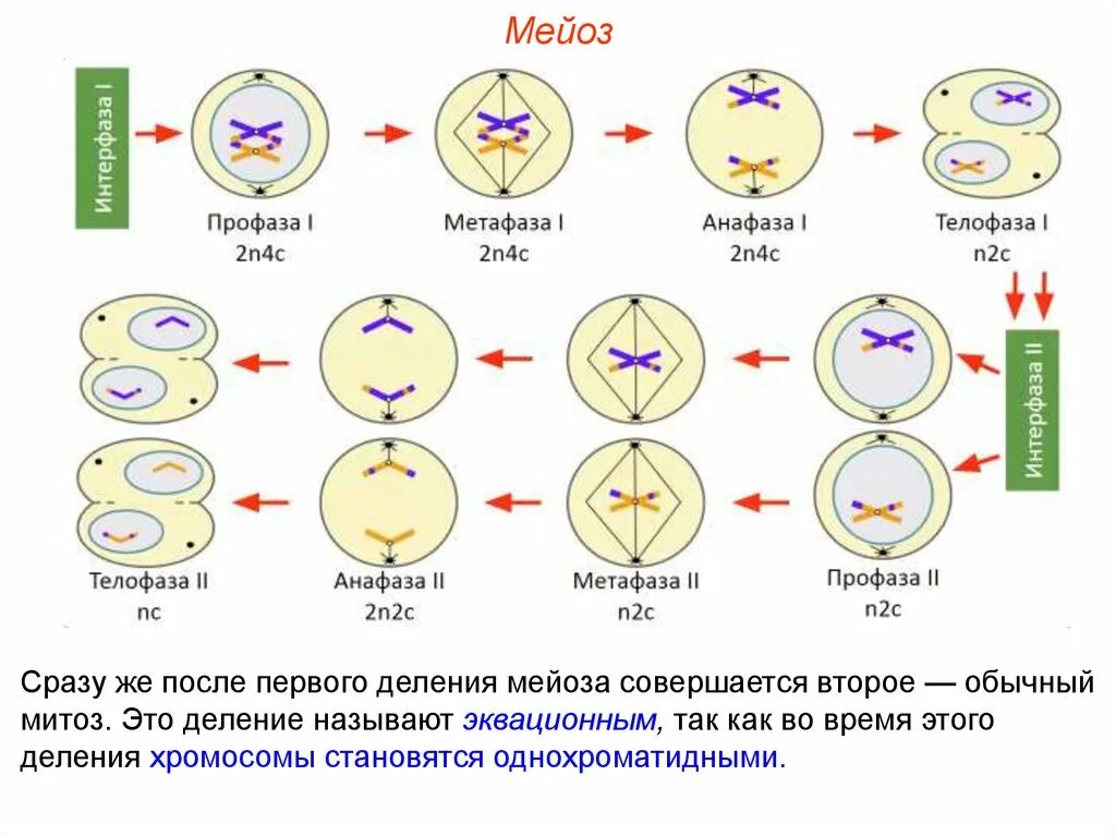 Телофаза мейоза 2. Мейоз 2 фазы. Стадии мейоза и митоза схема. Схемы фаз митоза и мейоза.