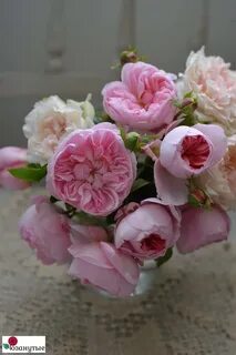 Helen rose