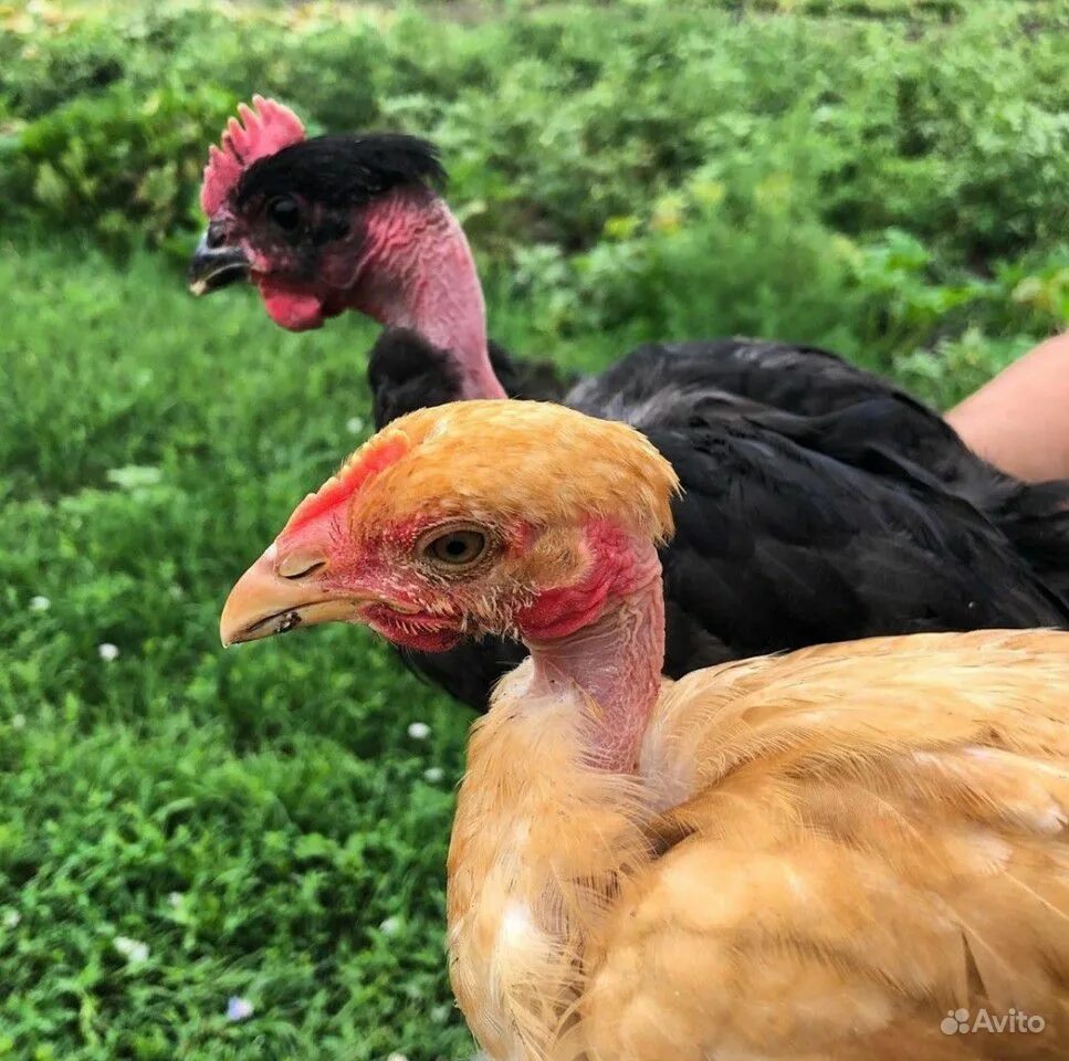 Голошейка sasso франция. Хохлатые голошейки. Голошейка курица характеристика отзывы. Редбро голошейка. Рыжая голошейка куры.