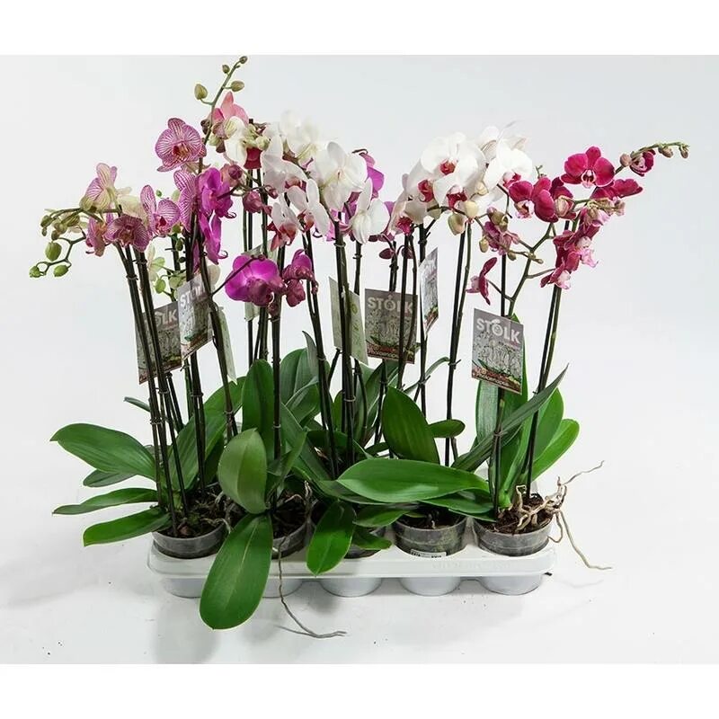 Цветы фаленопсис микс. Орхидея фаленопсис микс. Фаленопсис d12 микс. Фаленопсис микс 3 ст, d-12. Оби купить орхидею