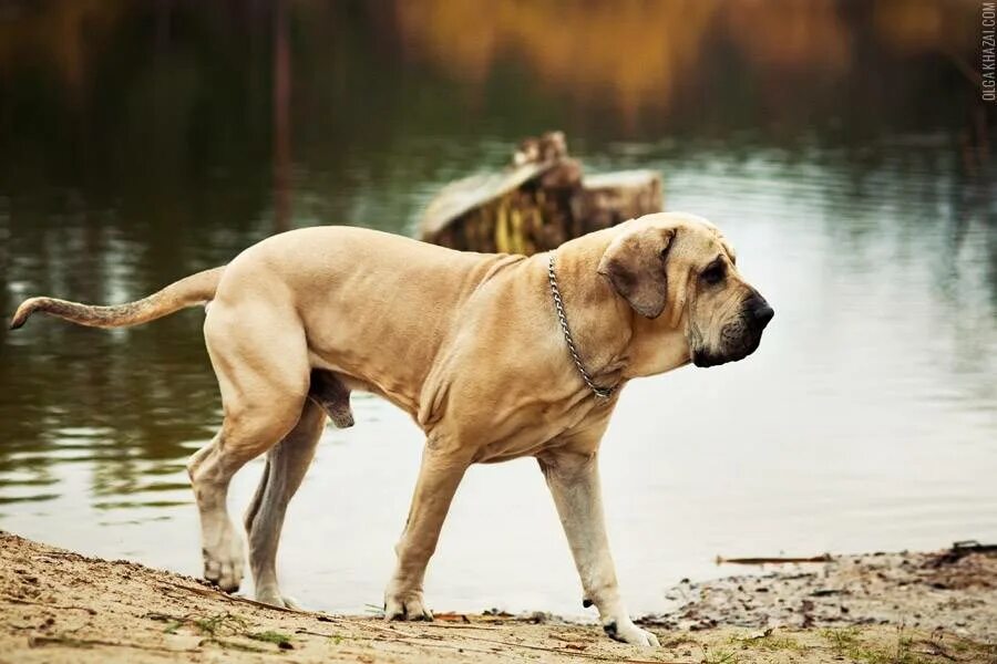 Brazil dog. Собака бразилия мем. Что такое собачьи олимпийские игры. Собака с футбольным мячом. Brazil dog.