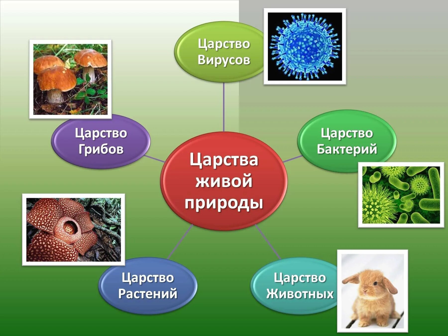 Царства живой природы 5 класс биология. Царство животных растений грибов бактерий. Царство животных царство растений царство грибов царство бактерий. Бактерии грибы растения животные это царство. К биологической природе человека относятся