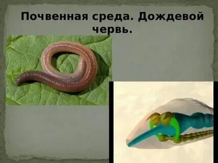 Приспособленность к среде обитания медведки таблица