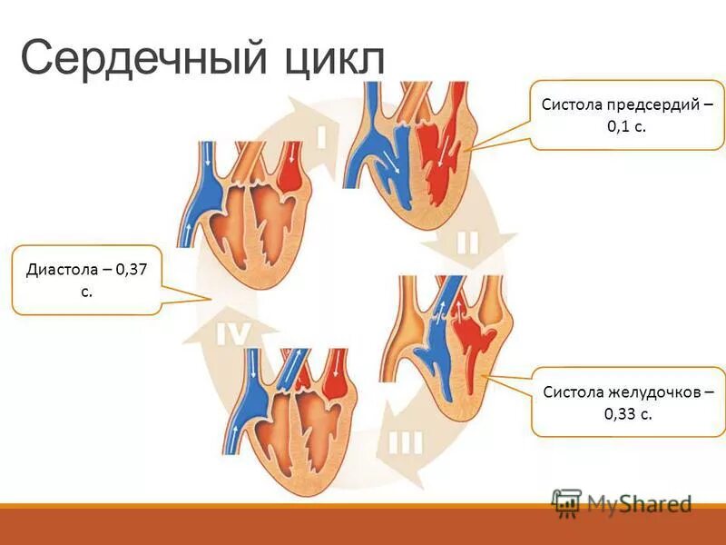 Систола желудочков сердечного цикла. Систола желудочков сердечного цикла