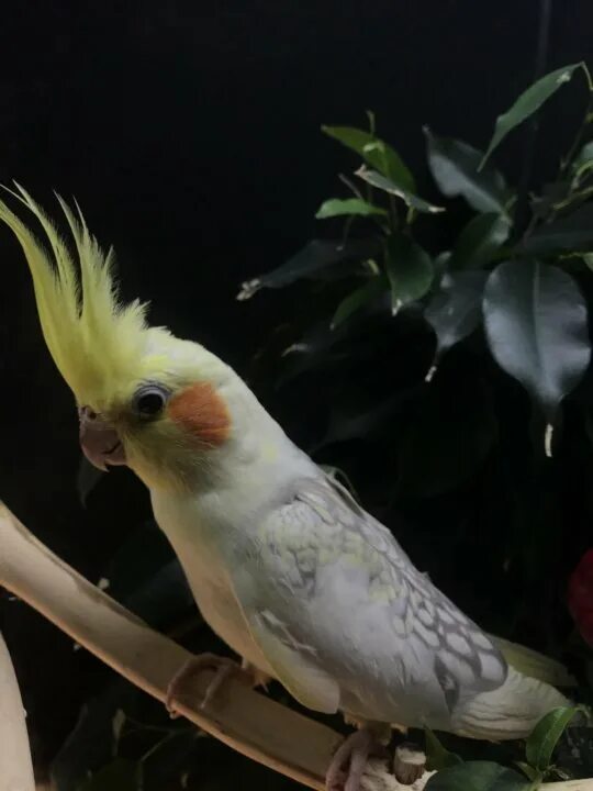 Корелла желтая фото. Гибрид кореллы и. Попугай корелла жемчужный. Самка кореллы. Попугай корелла лютино самка.