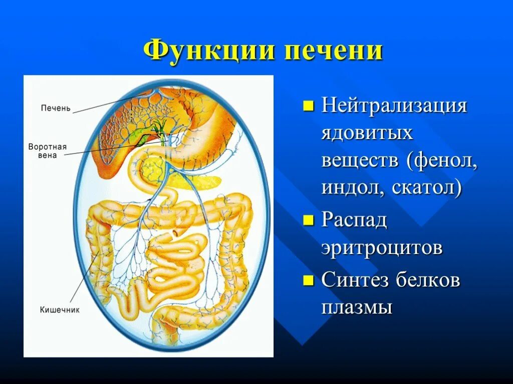 Функции печени. Пищеварение в кишечнике всасывание питательных веществ. Функции печени в организме. Функции кишечника и печени.