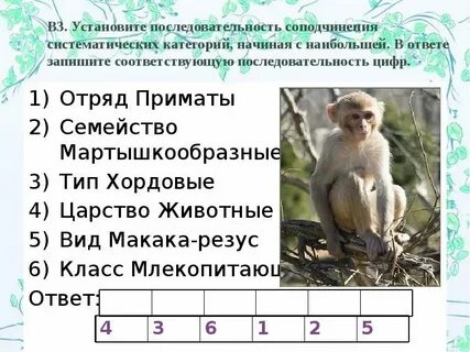 Соподчинение биологических систем