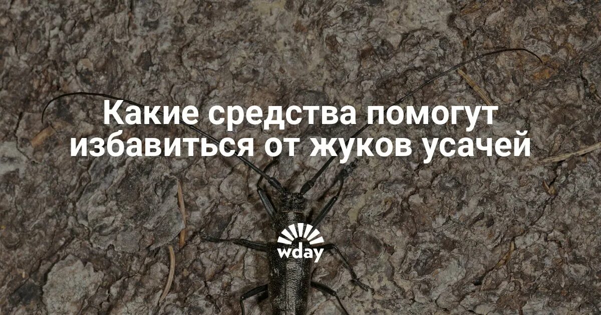 Как избавиться от жука усача. Жук усач как избавиться в деревянном доме.