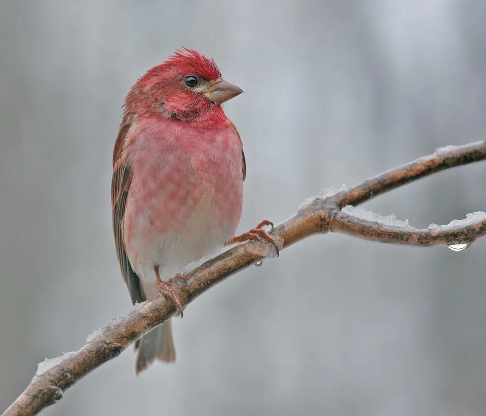 Маленькая розовая птица. Розовая птица. Птичка розовый. Птица с розовой грудкой. Серо розовая птица.
