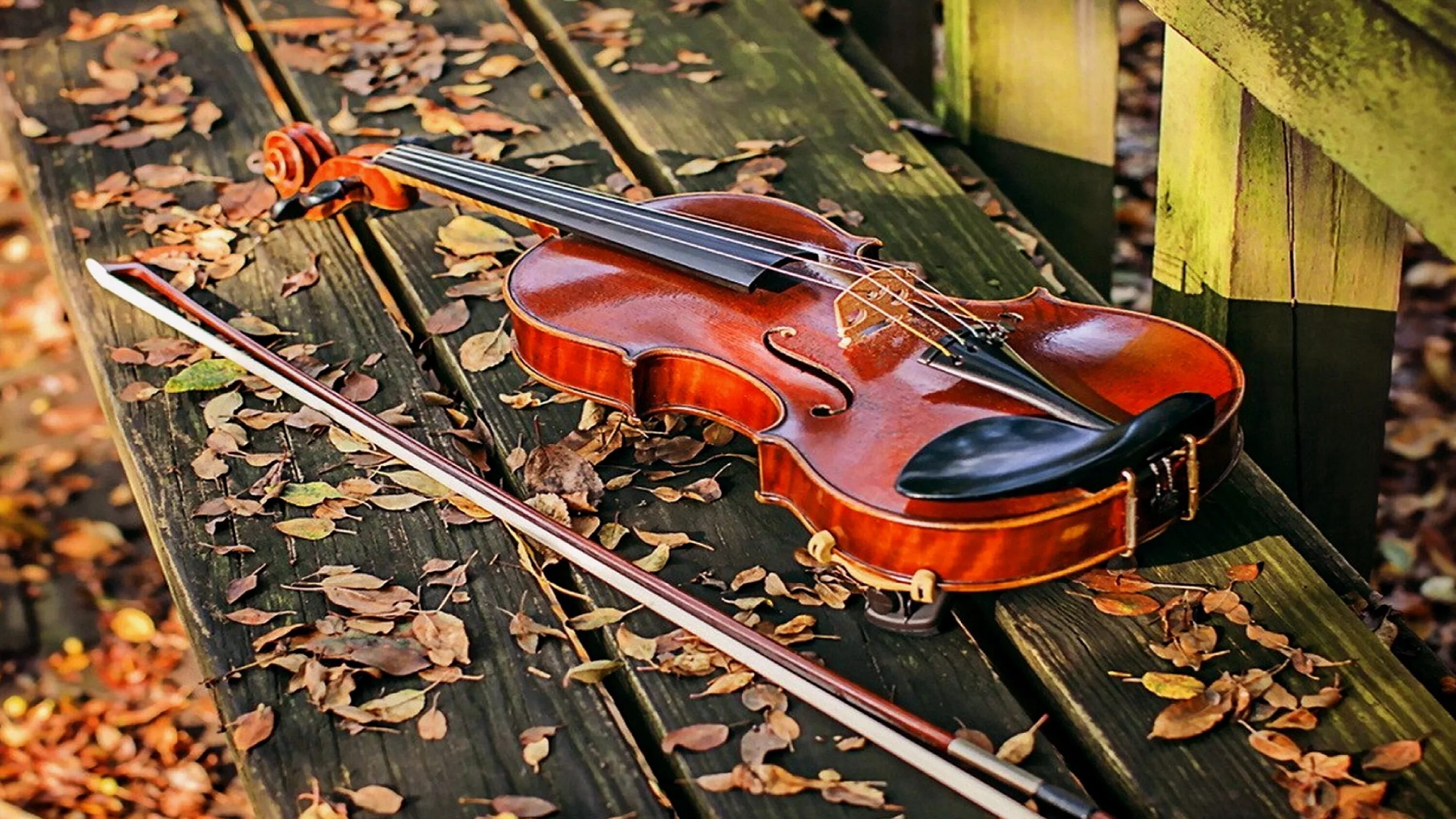 Скрипка. Красивая скрипка. Скрипка осень. Самые красивые скрипки.