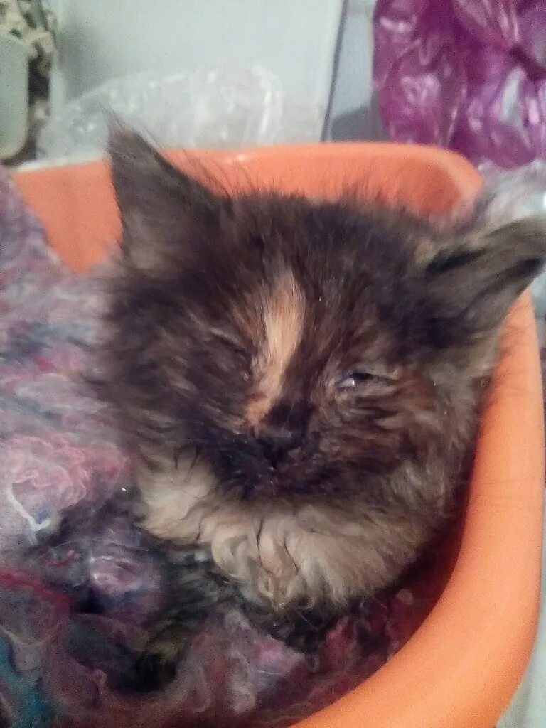 Потерялась кошка. Потерялась кошка. Котенок только открыл глаза. Как уложить котенка. Котенок только открыл глаза.