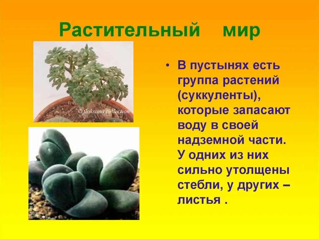 Конспект урока пустыня 4 класс. Растения в пустыне. Растительный мир пустыни 4 класс. Растительный мир пустыни презентация. Презентация про растение в пустыне.