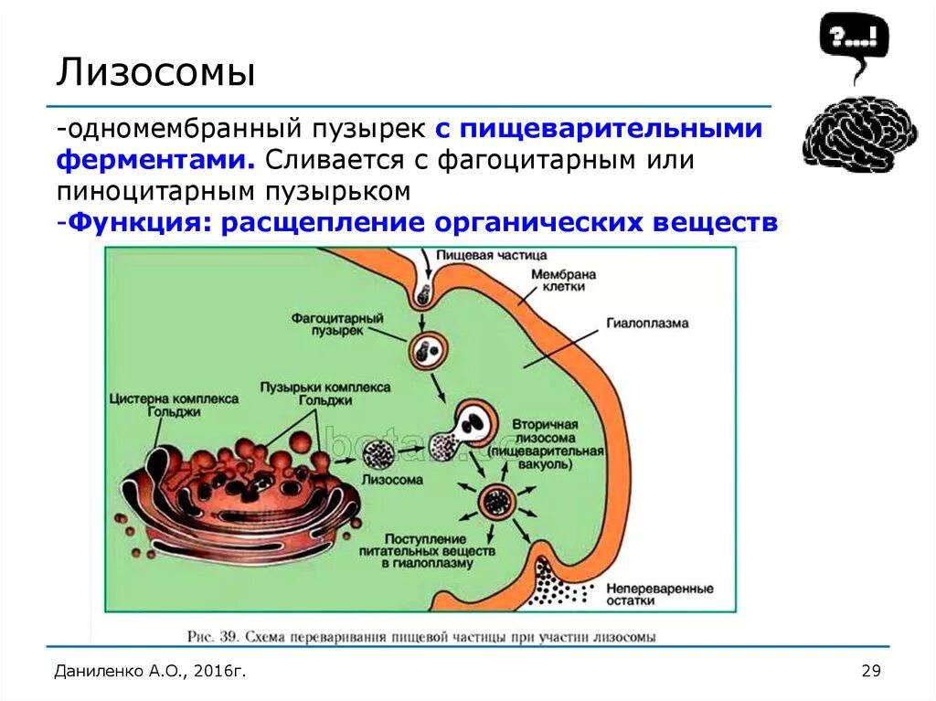 Первичные лизосомы образуются. Структура первичных лизосом. Лизосомы функции расщепление органических веществ. Строение структура лизосомы.