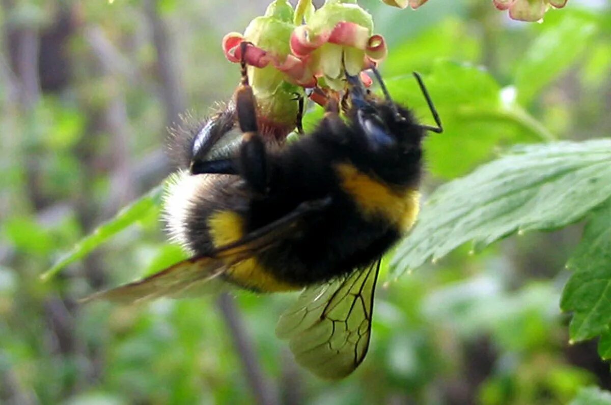 Большое жужжание. Bombus Шмель гнездо. • Шмель Порчинского (Bombus portchinsky),. Шмель краснобрюхий. Хоботок шмеля.