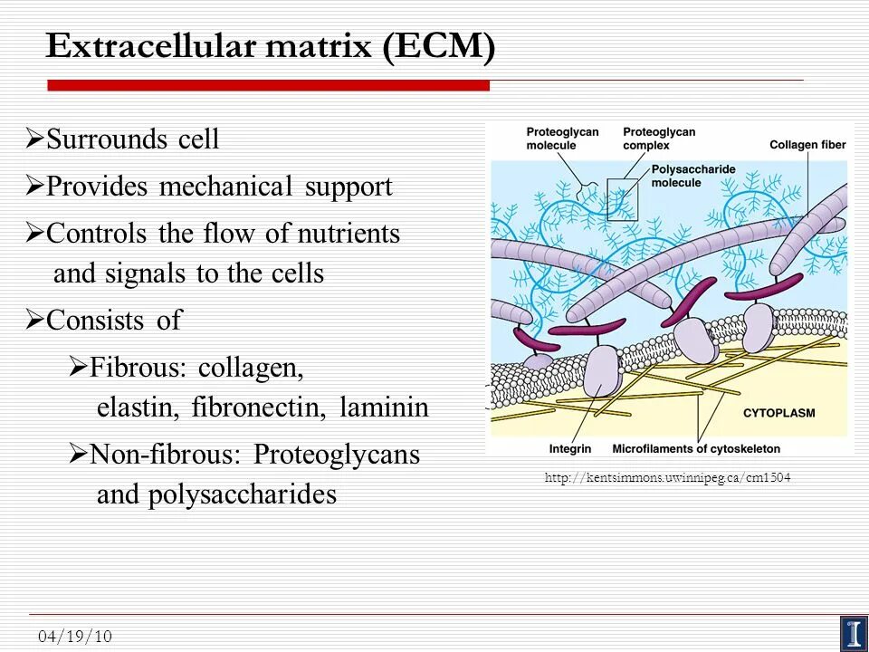 Matrix functions. Extracellular matrix. extracellular matrix components. extracellular matrix fibronectin. collagen in extracellular matrix.