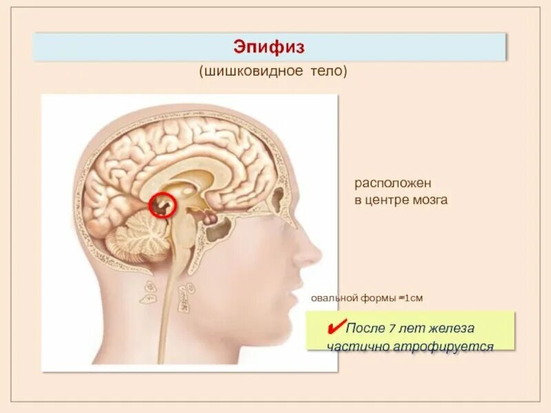 Антигонадотропный гормон функции эпифиз. Околоушные лимфоузлы на схеме. Проток околоушной железы анатомия. Строение мозга гипофиз эпифиз. Эпифиз, гормоны эпифиза.