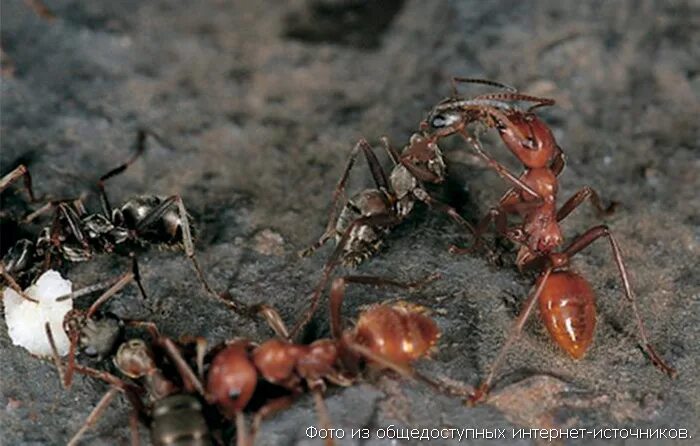 муравей листорез матка. Temnothorax. Ant he. Cataglyphis bombycina. Ant he.