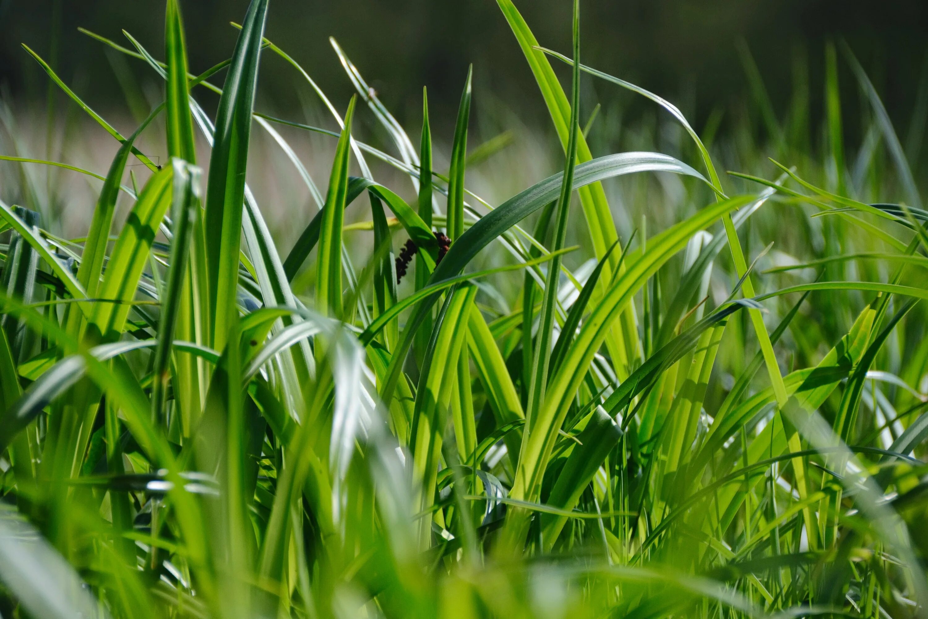 Grass plant. Трава. Растения трава. Трова. Природа зелень.