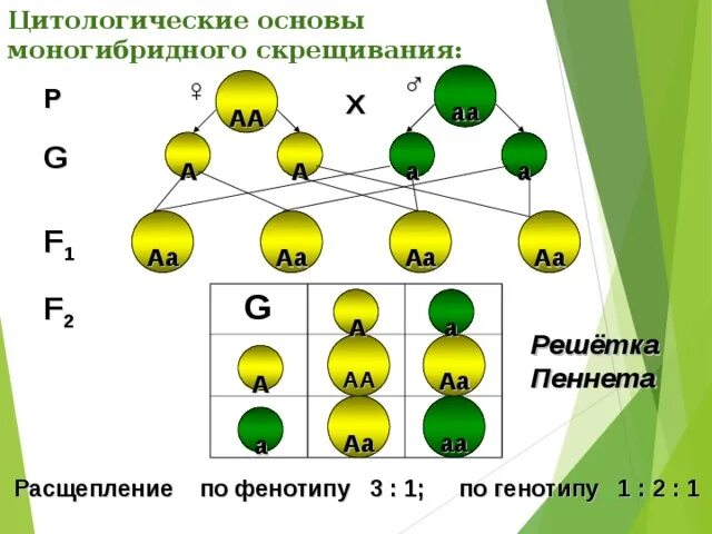 Цитологические основы моногибридного скрещивания схема. Закономерности наследования моногибридное скрещивание. Закономерности наследования признаков моногибридное скрещивание. Решетка Менделя генетика.