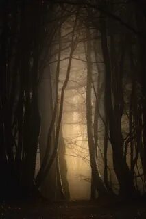 Мрак сумерки