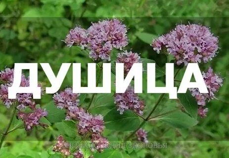 Лекарственная трава с женским именем 5 букв