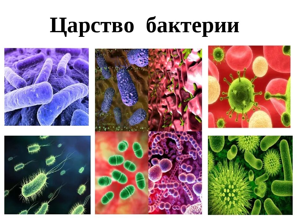 Микроорганизмы это живые организмы. Биология царство живой природы бактерии. Царство живой природы 5 класс биология бактерии. Представители царства бактерий 5 класс биология. Царство бактерий 6 класс биология.