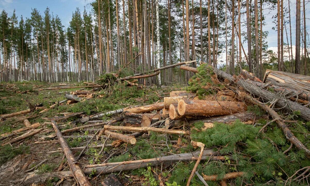 Никольский леспромхоз Вологодская область. Вырубка лесов. Вырубка деревьев. Вырубка деревьев в лесу. Лишить лесов