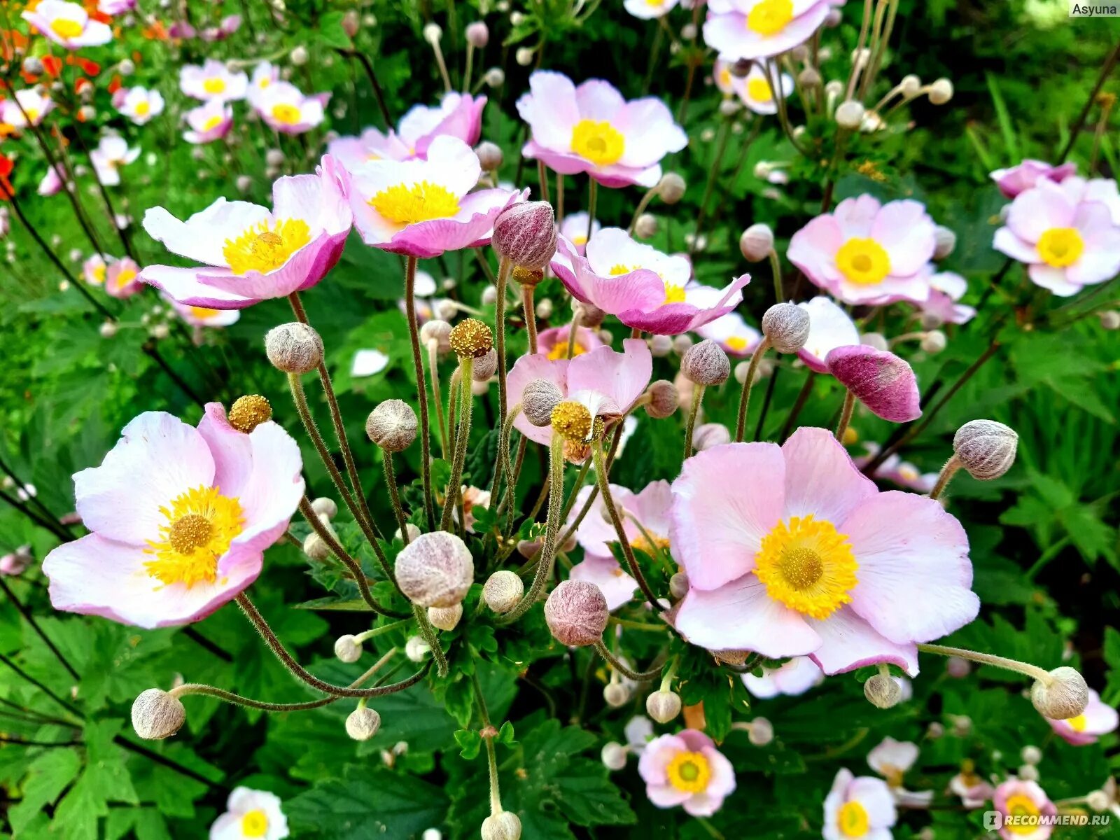 Анемона японская фото и описание кустарника How to Grow and Care for Japanese Anemone