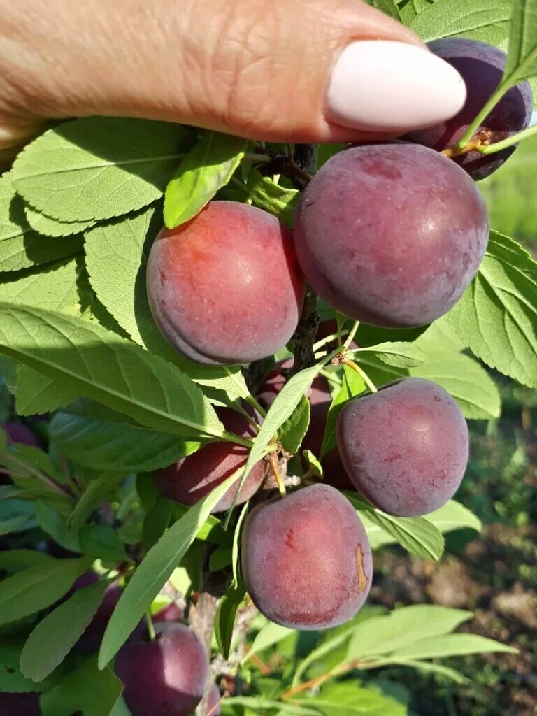 Энгельсский гагаринский плодопитомник каталог цена